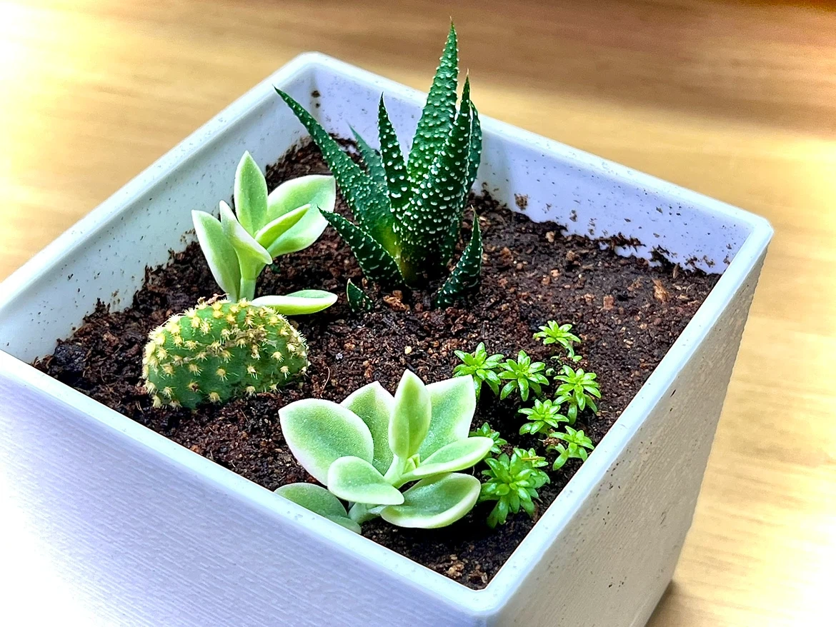 多肉植物寄せ植え 白角鉢