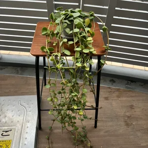 観葉植物 ハンギング ペペロミア