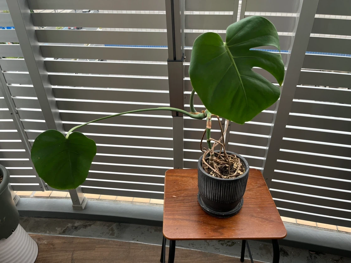 モンステラ 観葉植物 鉢付き