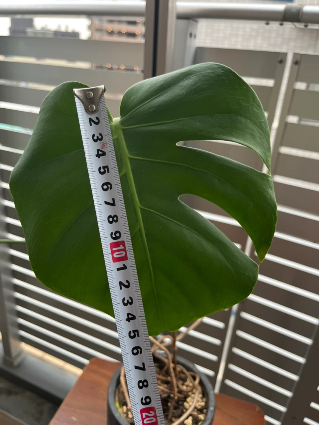 モンステラ 観葉植物 鉢付きの写真2枚目