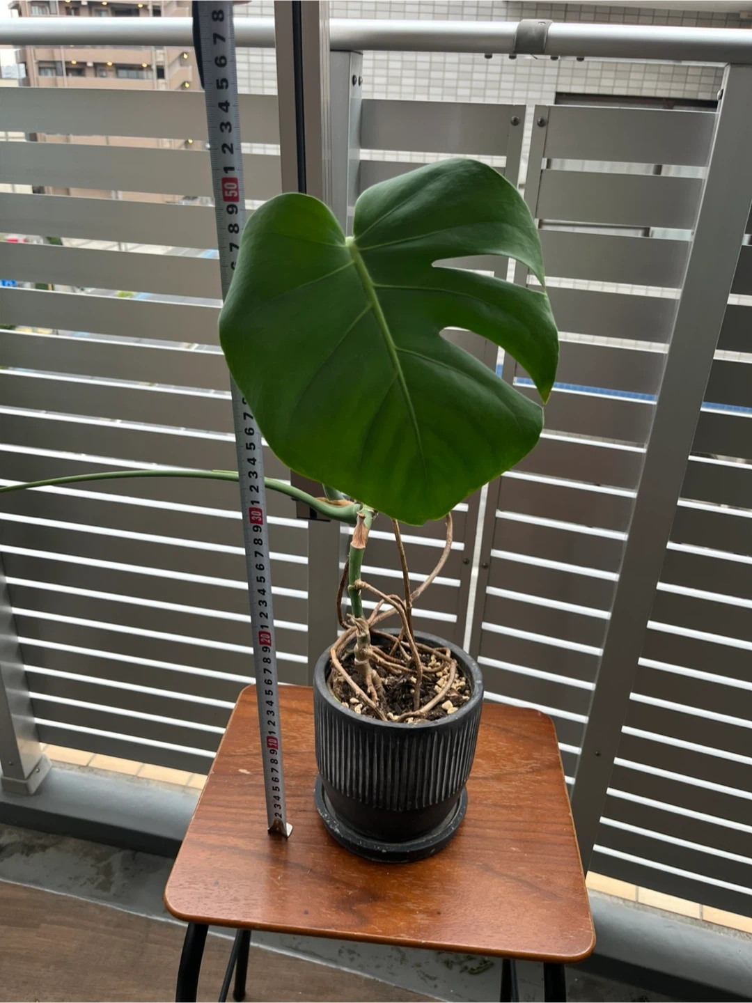 モンステラ 観葉植物 鉢付きの写真3枚目