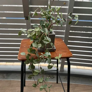 ペペロミア・アングラタ 観葉植物 鉢植え