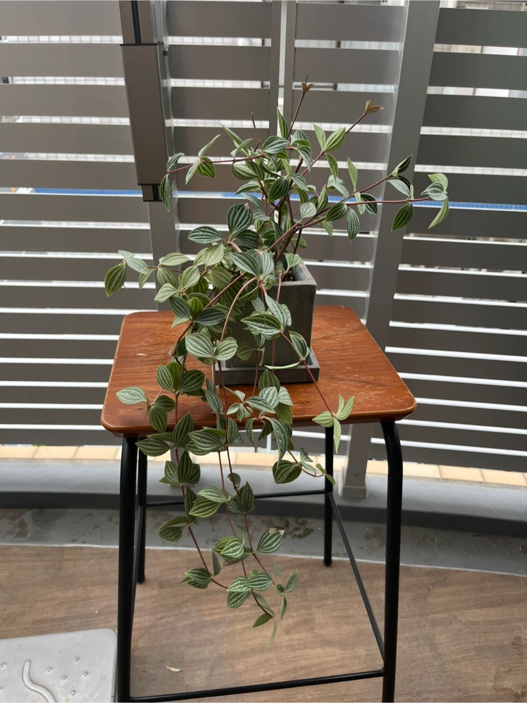 ペペロミア・アングラタ 観葉植物 鉢植え