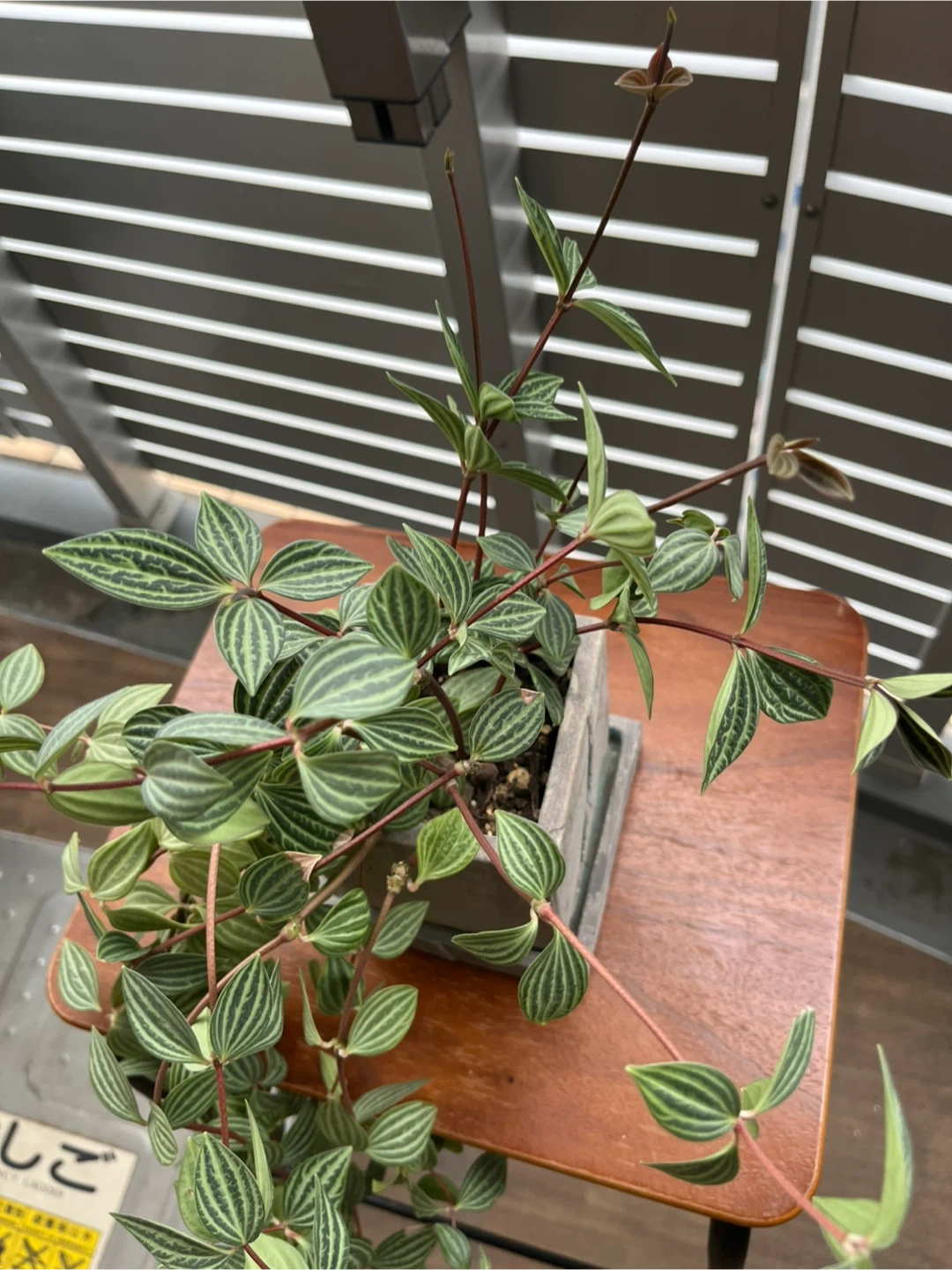 ペペロミア・アングラタ 観葉植物 鉢植えの写真2枚目