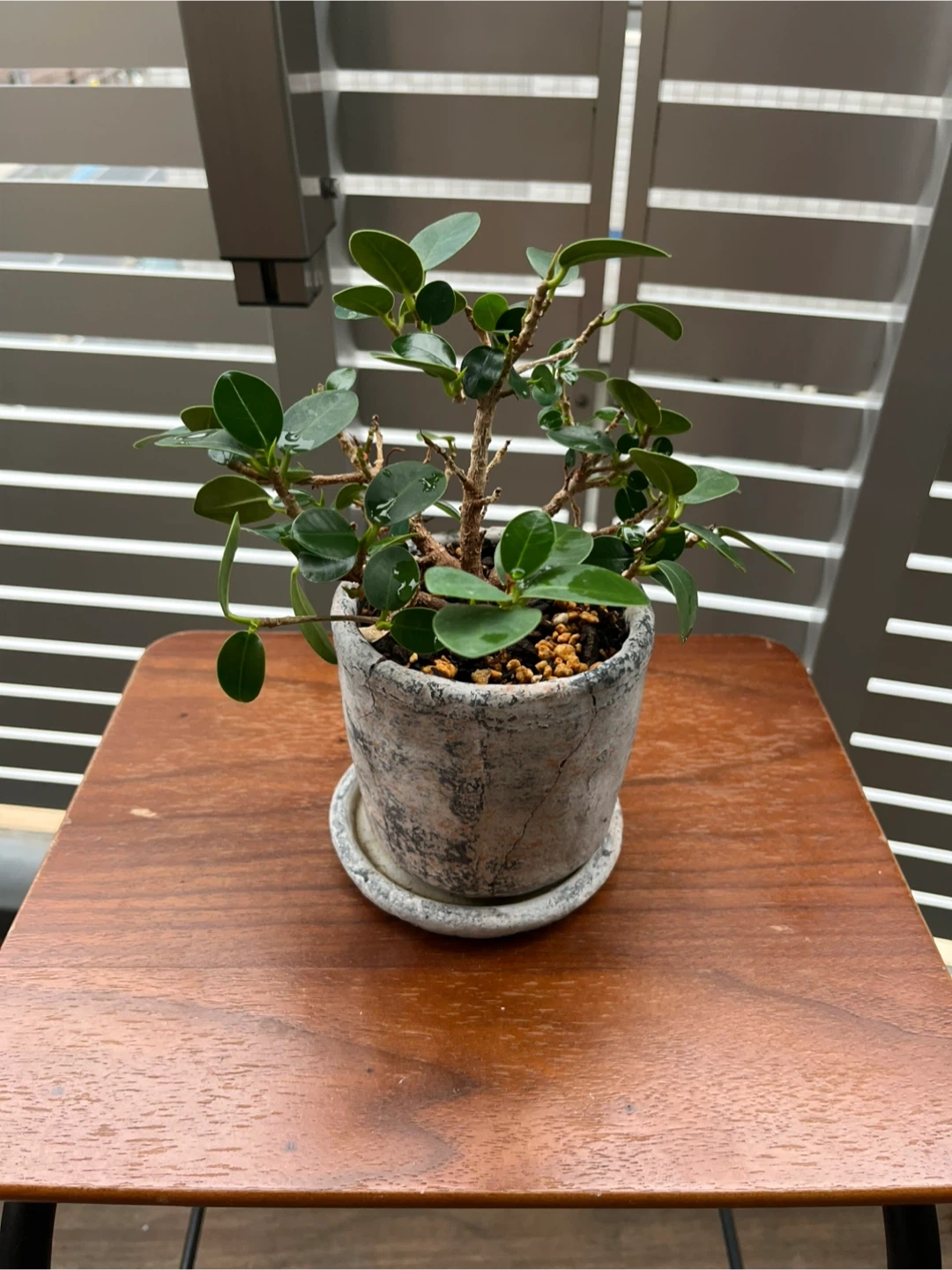 パンダガジュマル 観葉植物 鉢付き