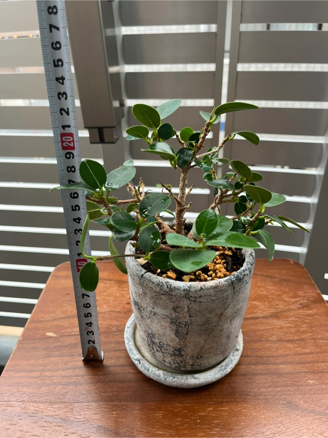 パンダガジュマル 観葉植物 鉢付きの写真3枚目