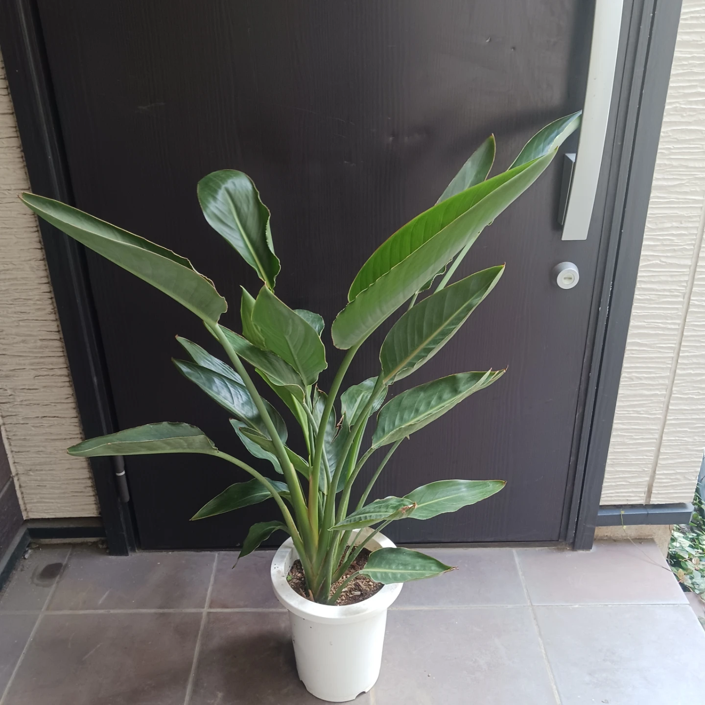 強くて丈夫★ストレリチア　7号　レギネ　極楽鳥花　ゴクラクチョウカ　観葉植物　ストレチアの写真4枚目