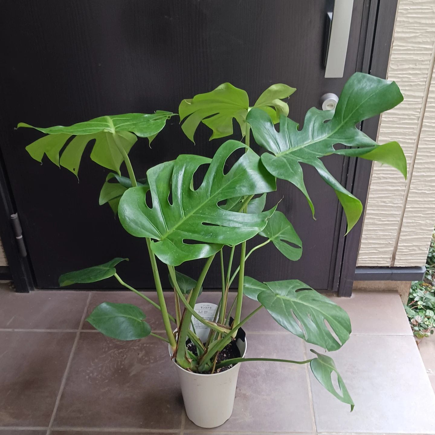 育てやすい★モンステラ　6号　観葉植物