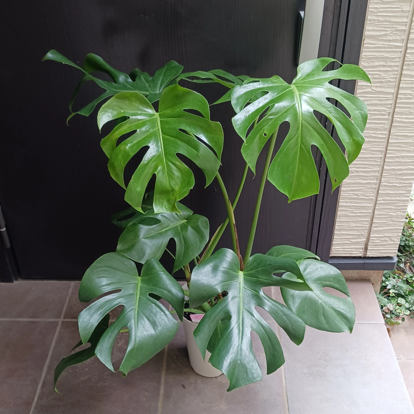 育てやすい★モンステラ　6号　観葉植物の写真2枚目
