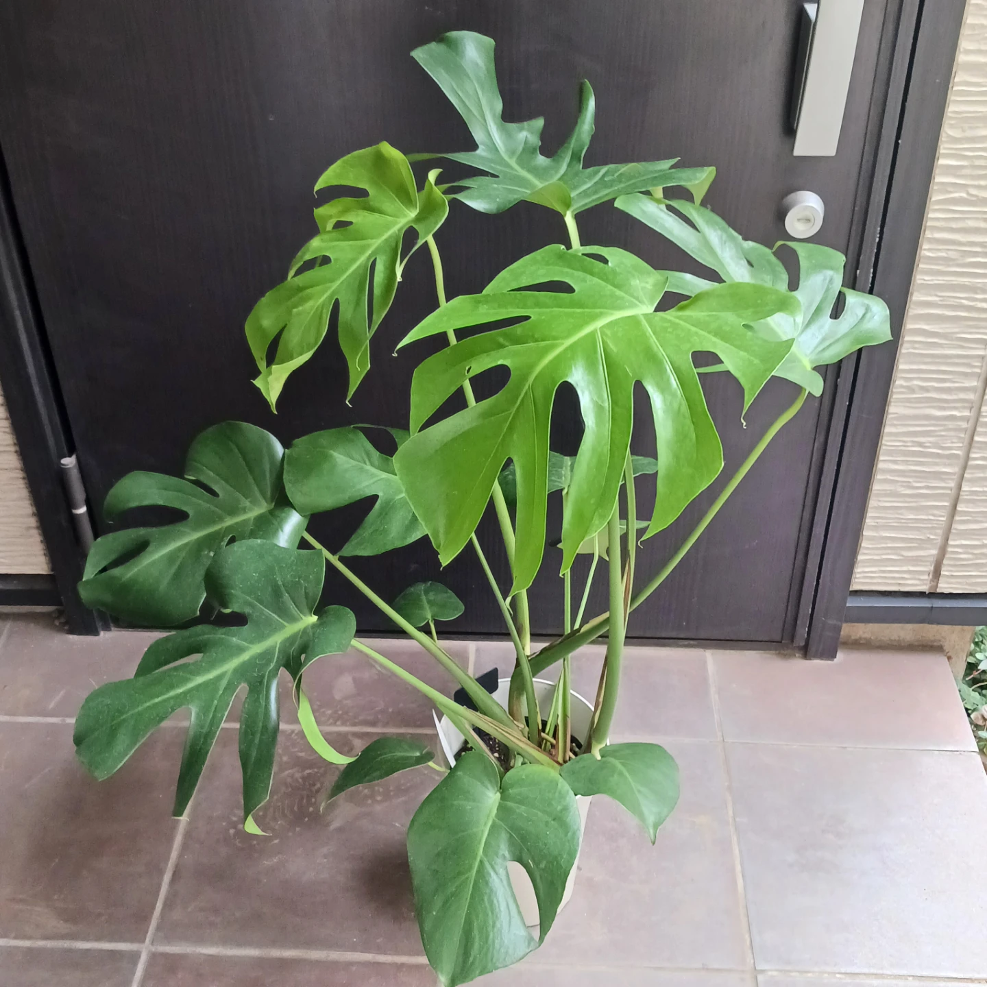 育てやすい★モンステラ　6号　観葉植物の写真3枚目