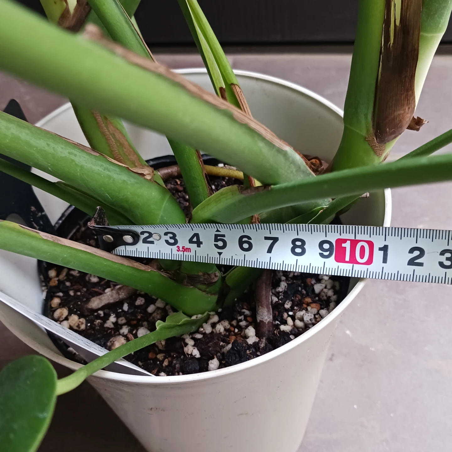 育てやすい★モンステラ　6号　観葉植物の写真6枚目