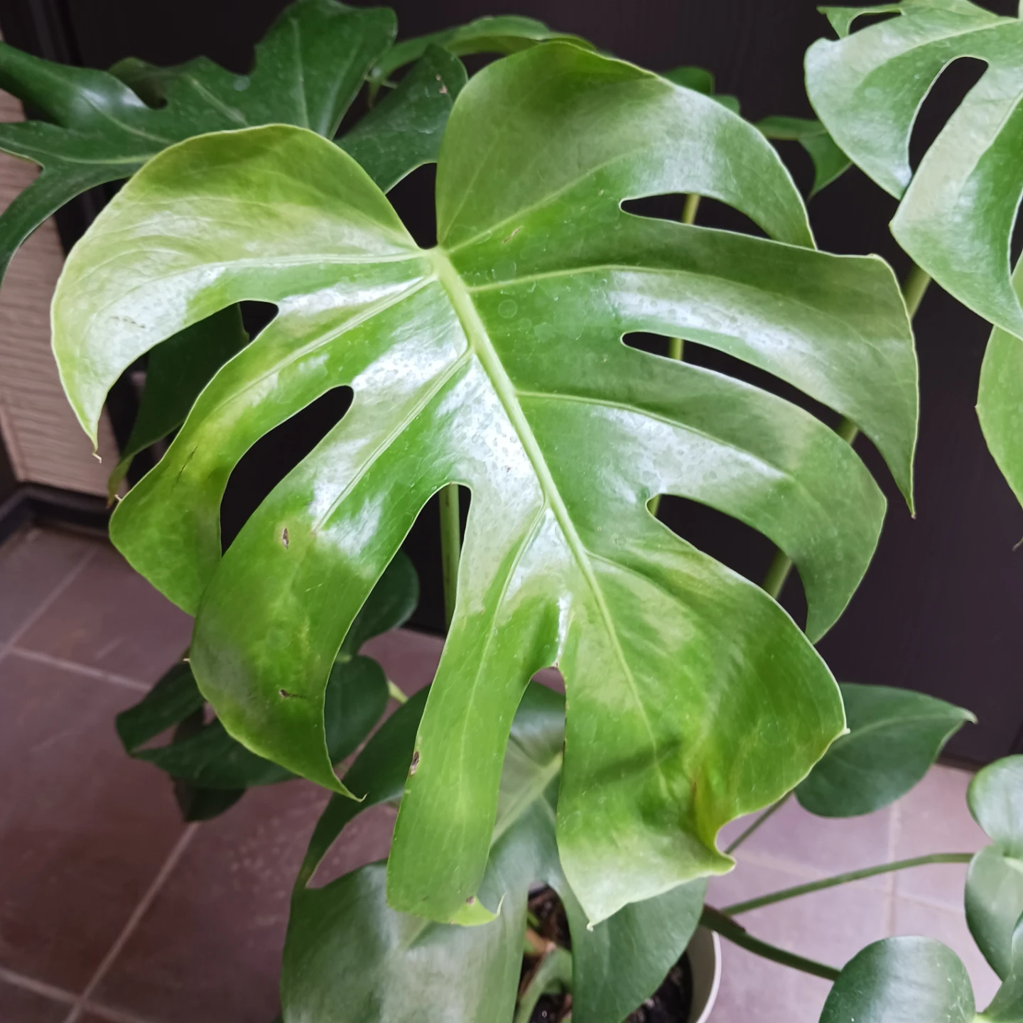 育てやすい★モンステラ　6号　観葉植物の写真7枚目