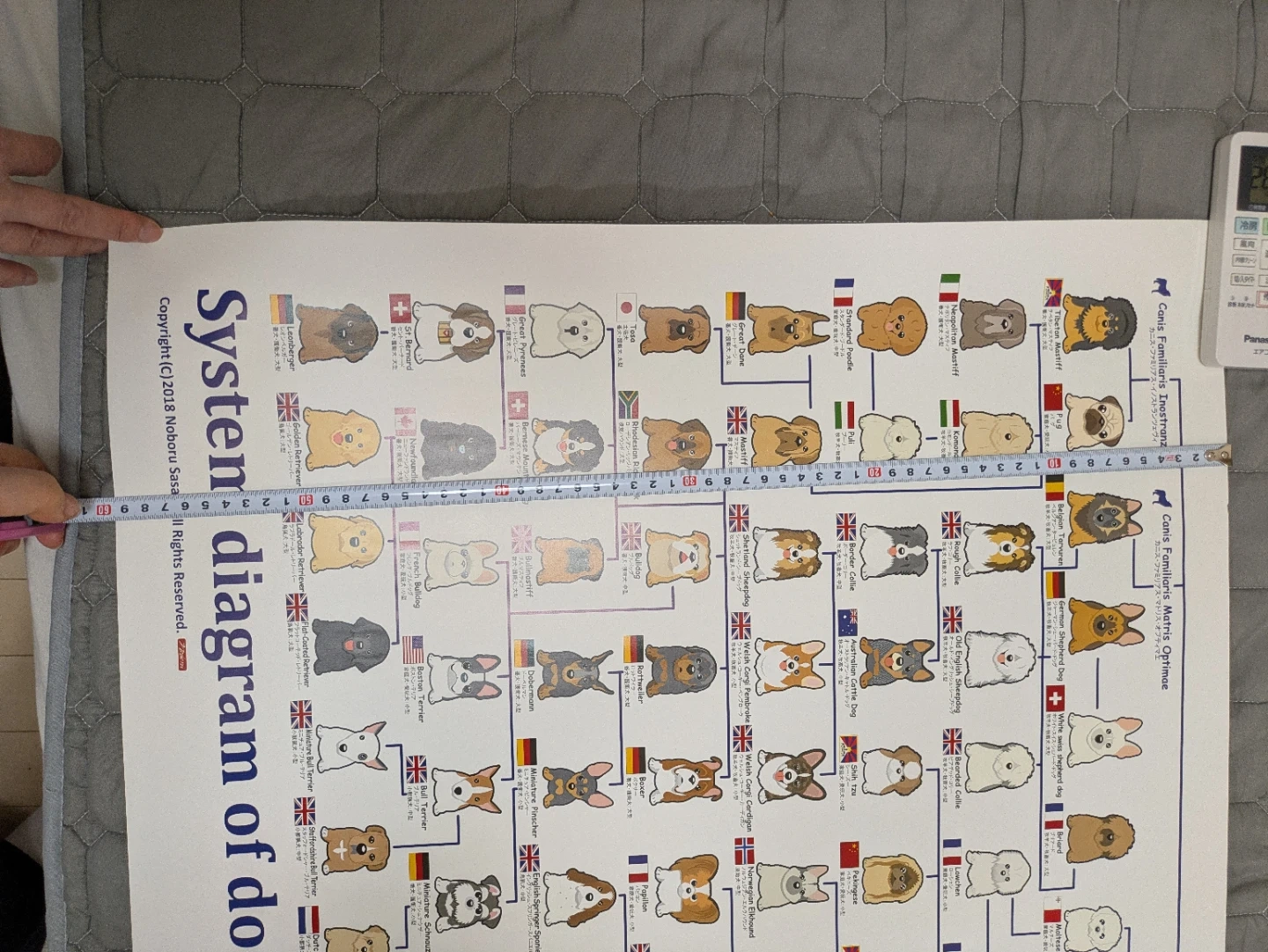 【未使用】イラストの犬種分類図 ポスターの写真2枚目