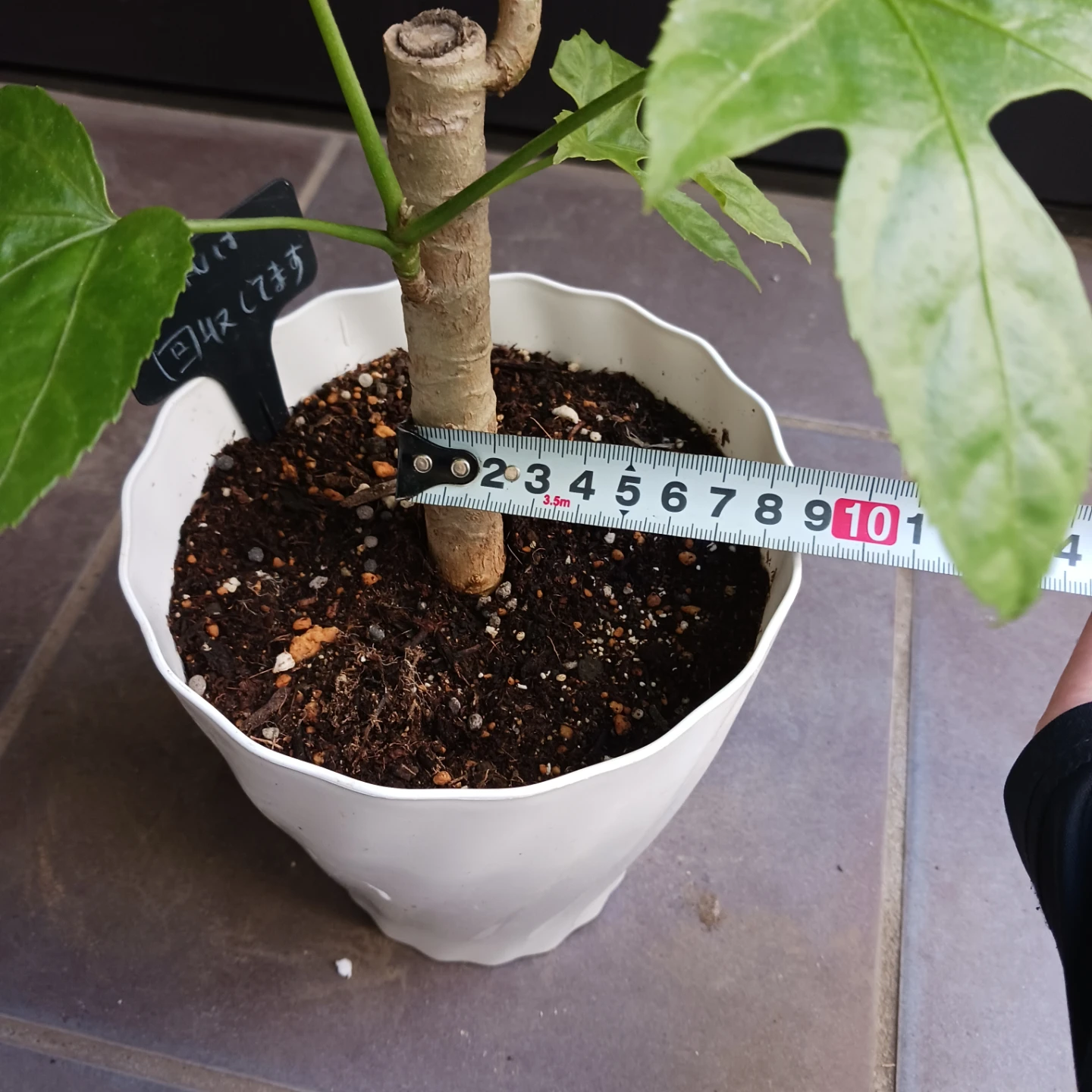 希少植物★12 トラベシア　パルマータ　5号　観葉植物　レアの写真10枚目