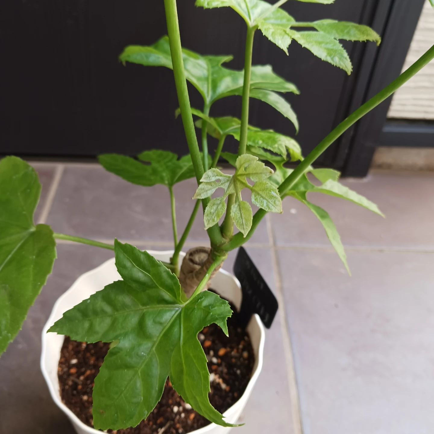 希少植物★12 トラベシア　パルマータ　5号　観葉植物　レアの写真5枚目