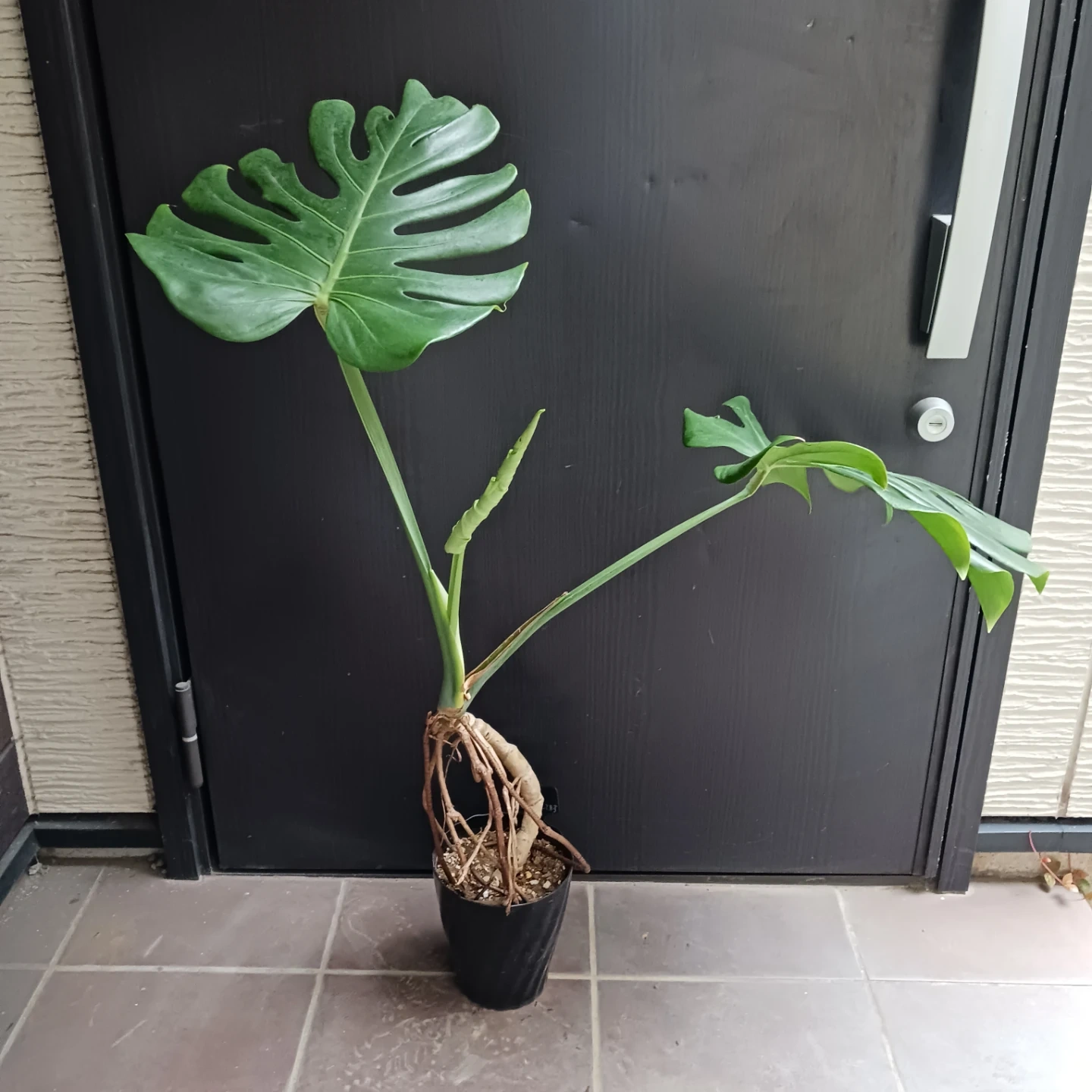 丈夫★モンステラ 5号 幹立ち 観葉植物