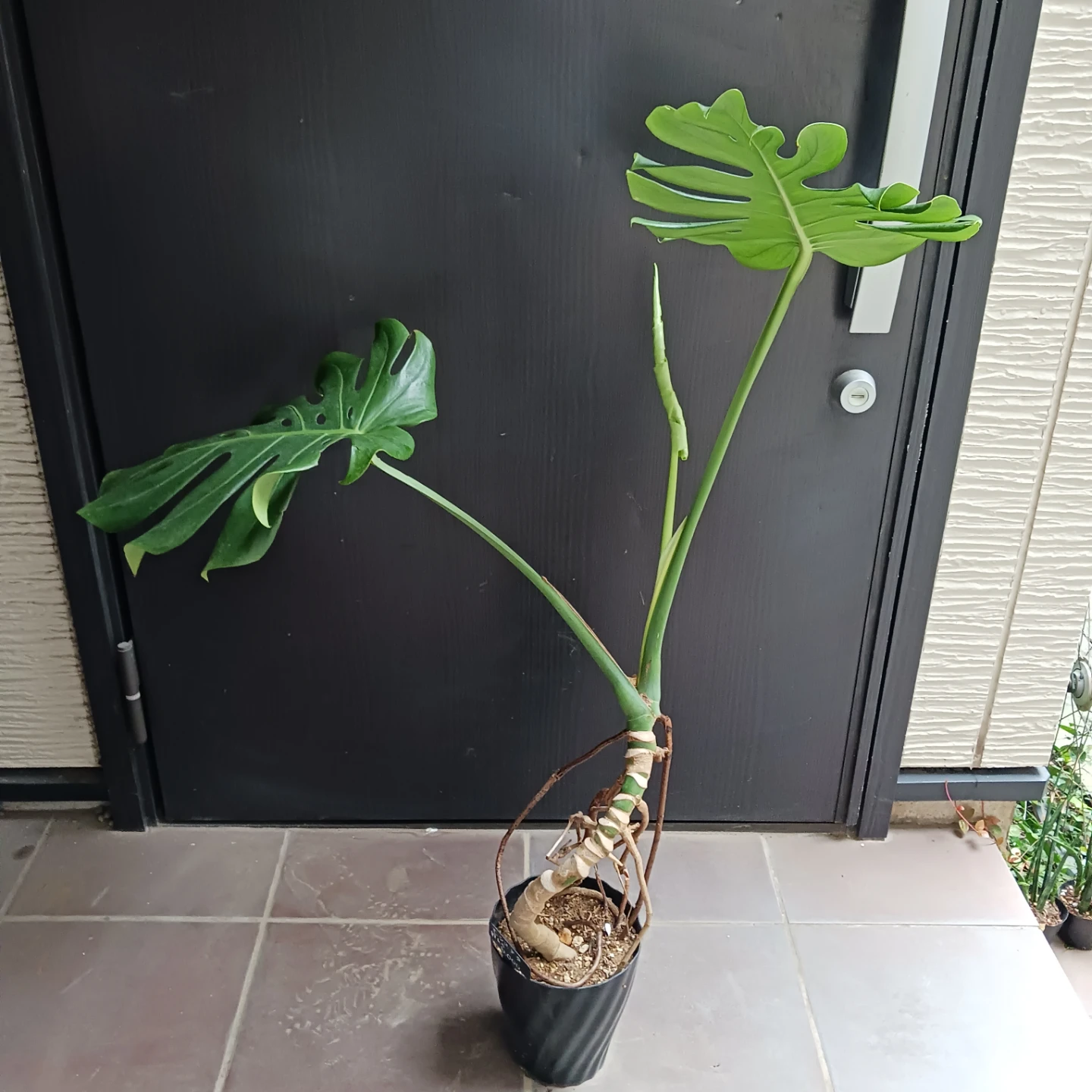 丈夫★モンステラ 5号 幹立ち　観葉植物の写真2枚目