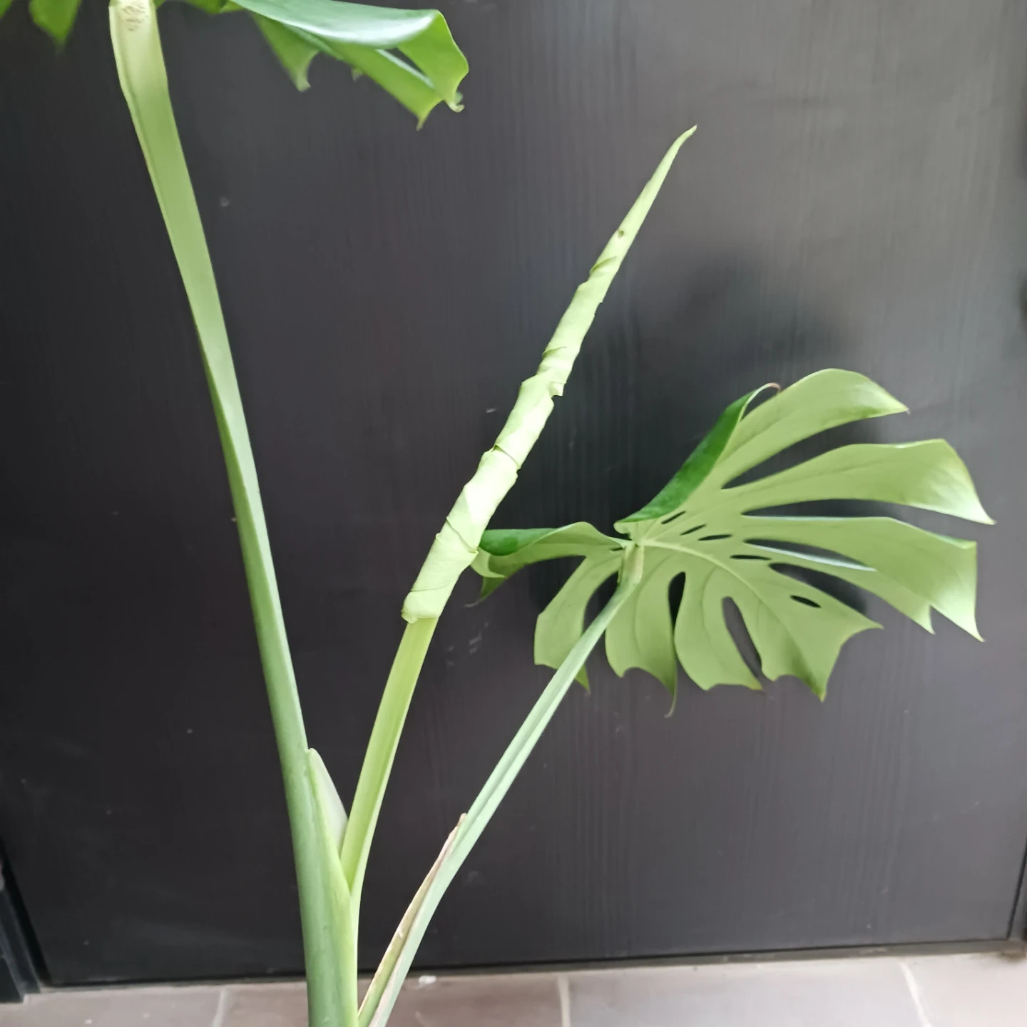 丈夫★モンステラ 5号 幹立ち 観葉植物の写真5枚目
