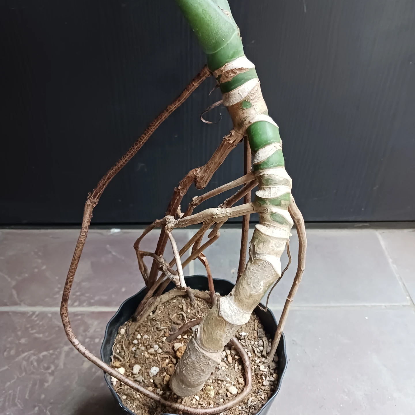 丈夫★モンステラ 5号 幹立ち　観葉植物の写真7枚目