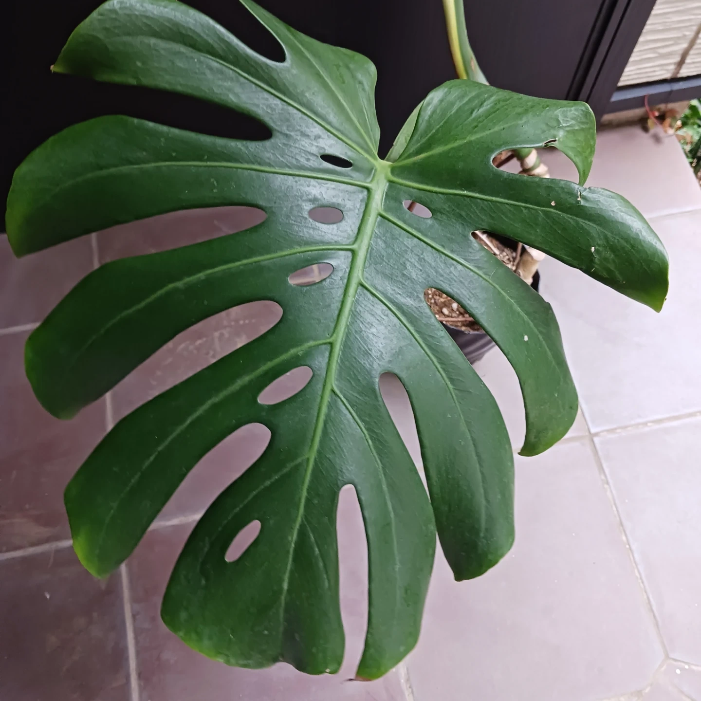 丈夫★モンステラ 5号 幹立ち 観葉植物の写真8枚目