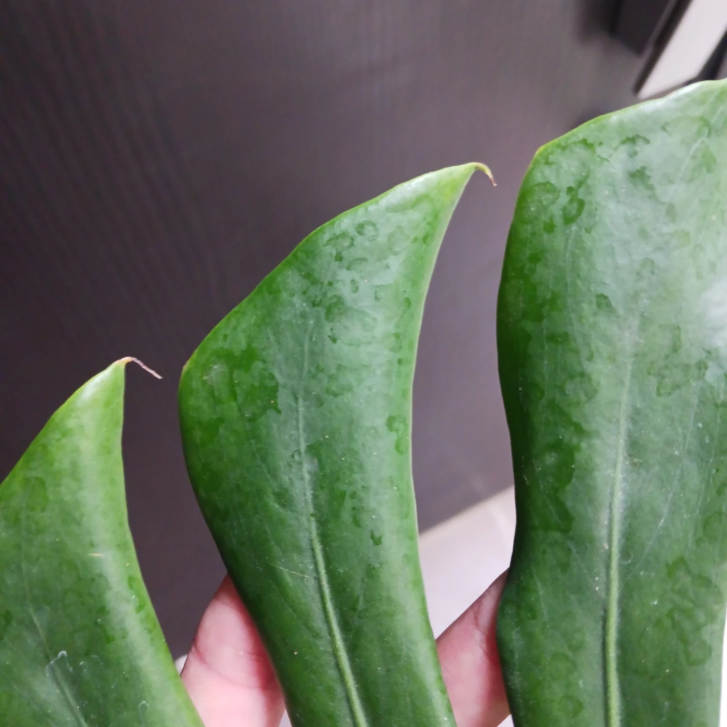 丈夫★モンステラ 5号 幹立ち 観葉植物の写真10枚目