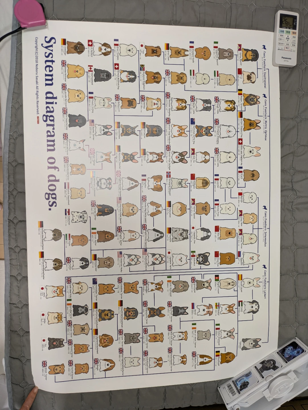 【未使用】イラストの犬種分類図　ポスターの写真3枚目