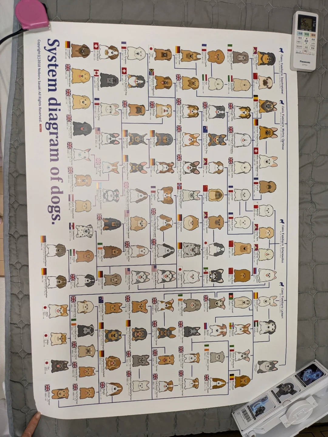 【未使用】イラストの犬種分類図 ポスターの写真3枚目