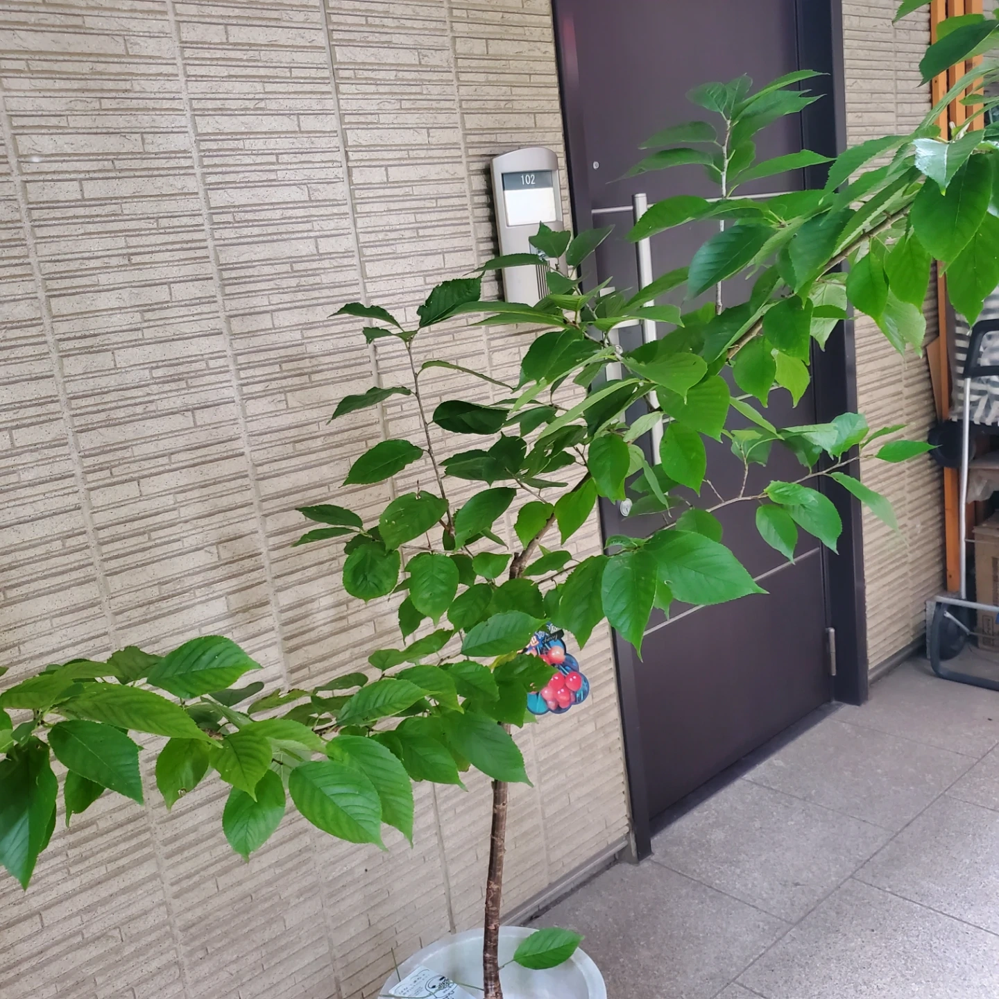 サクランボの苗木 抜き苗で