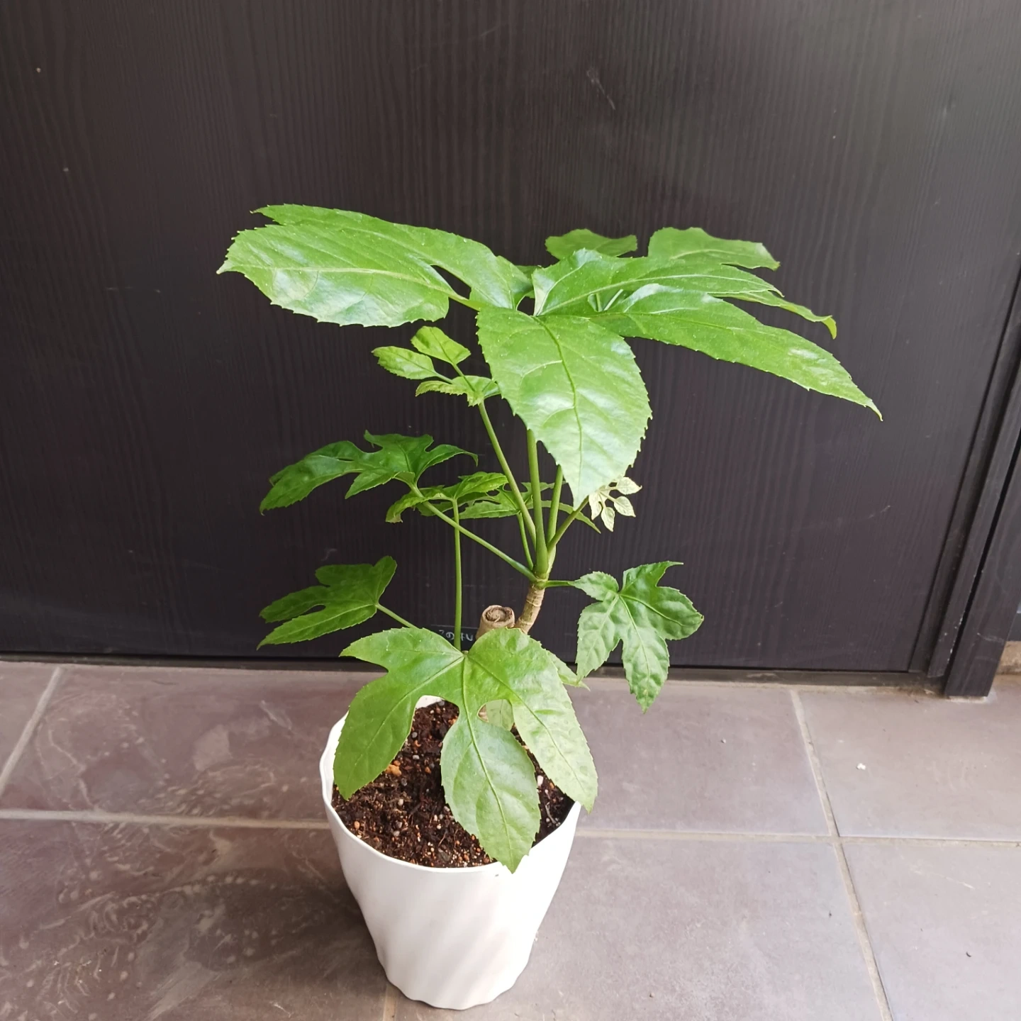 希少植物★12 トラベシア パルマータ 5号 観葉植物 レアの写真3枚目
