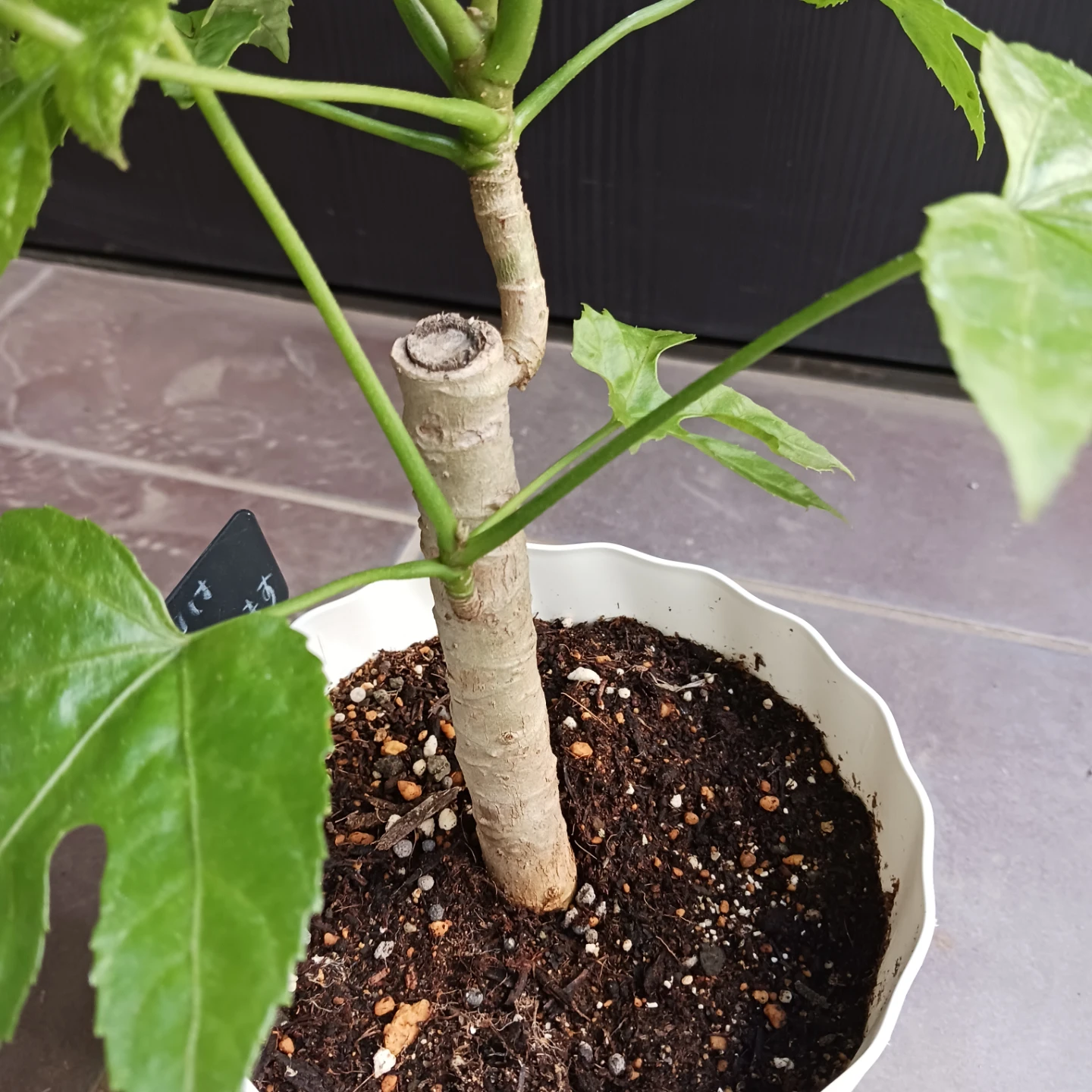 希少植物★12 トラベシア　パルマータ　5号　観葉植物　レアの写真8枚目