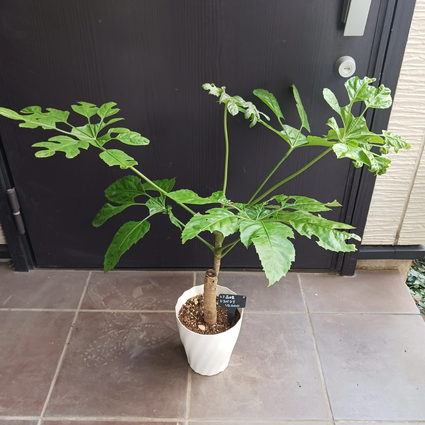 レア★5 トラベシア トレベシア パルマータ 5号 観葉植物の写真2枚目