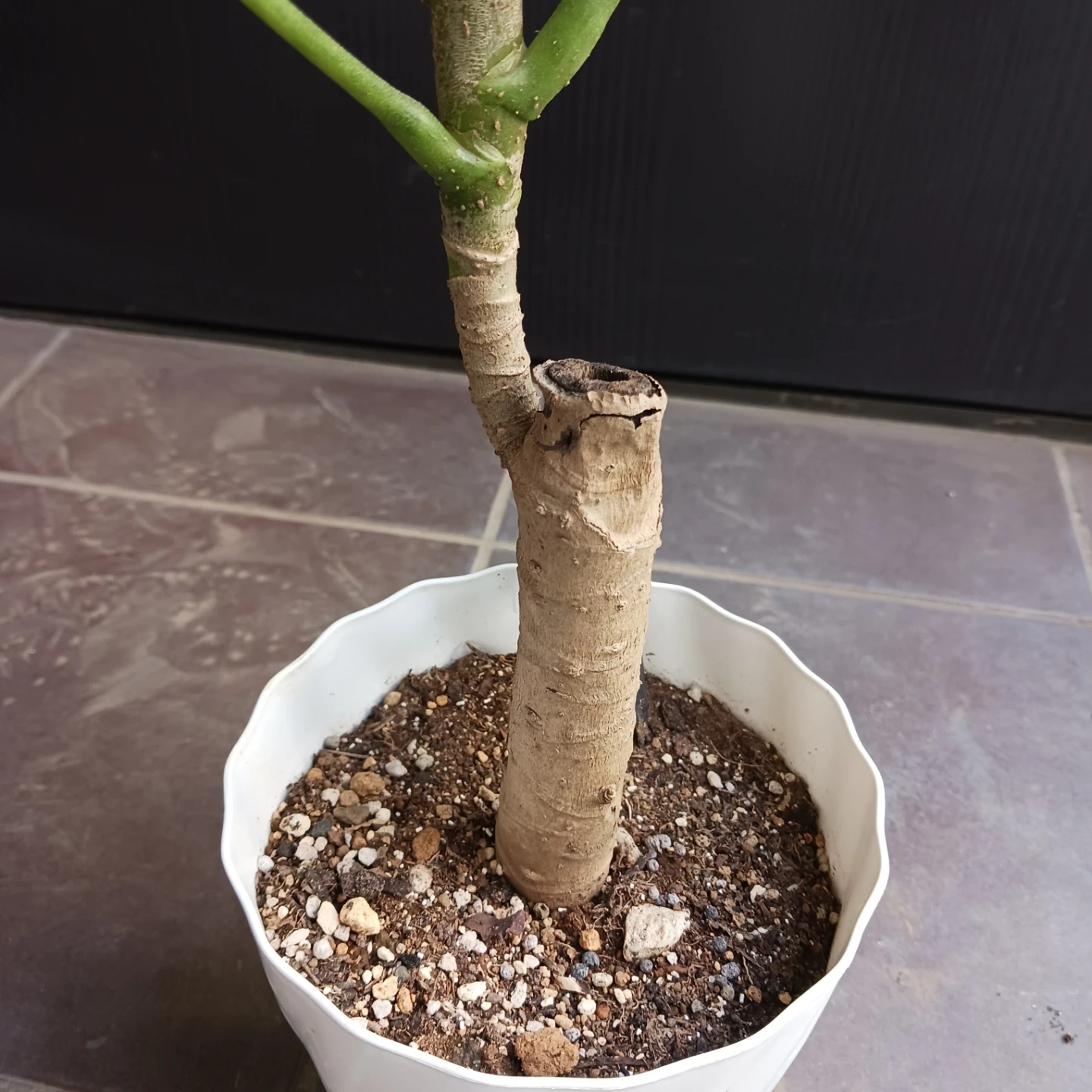 レア★5 トラベシア トレベシア パルマータ 5号 観葉植物の写真9枚目
