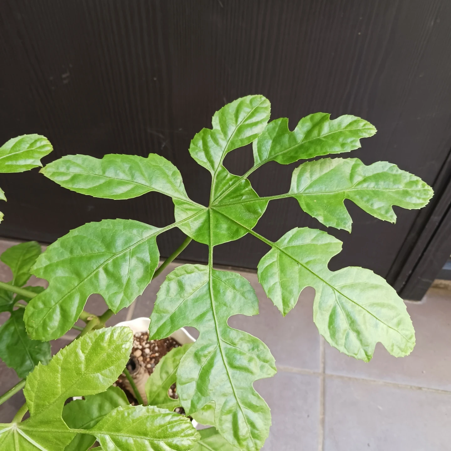 希少植物★7 トラベシア パルマータ 5号 観葉植物 レアの写真5枚目