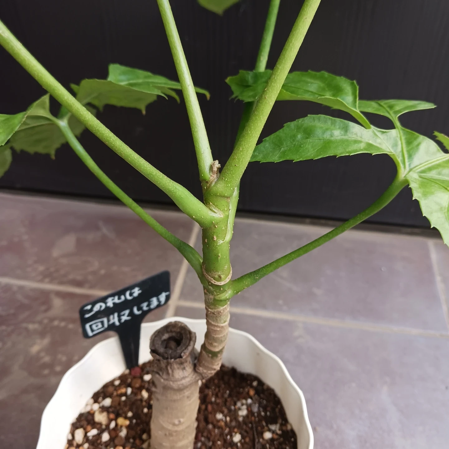 希少植物★7 トラベシア パルマータ 5号 観葉植物 レアの写真7枚目