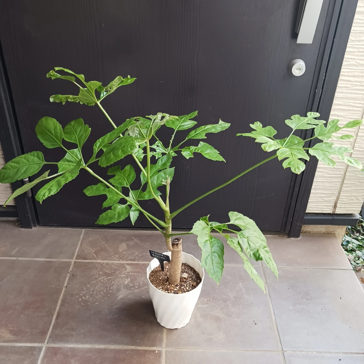 レア★5 トラベシア トレベシア パルマータ 5号 観葉植物の写真3枚目