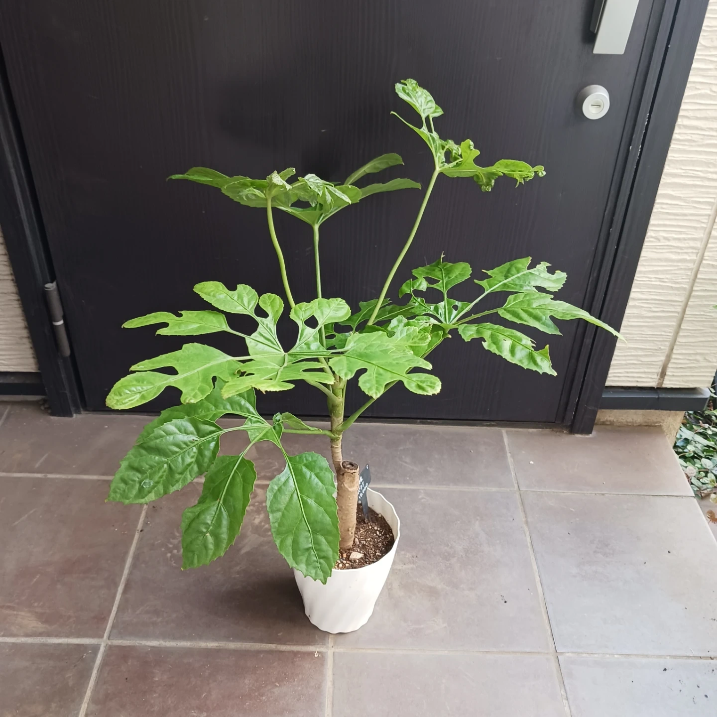 レア★5 トラベシア トレベシア パルマータ 5号 観葉植物の写真4枚目