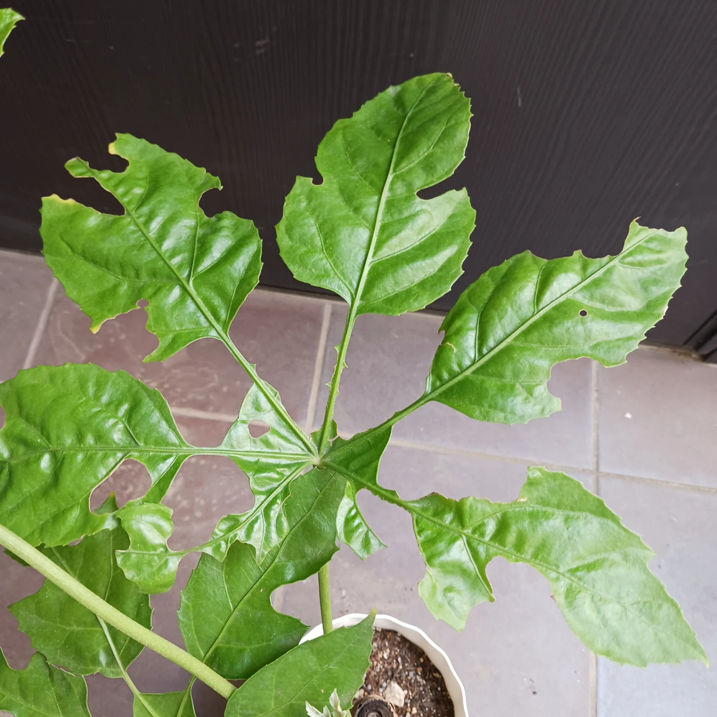 レア★5 トラベシア　トレベシア パルマータ　5号　観葉植物の写真5枚目