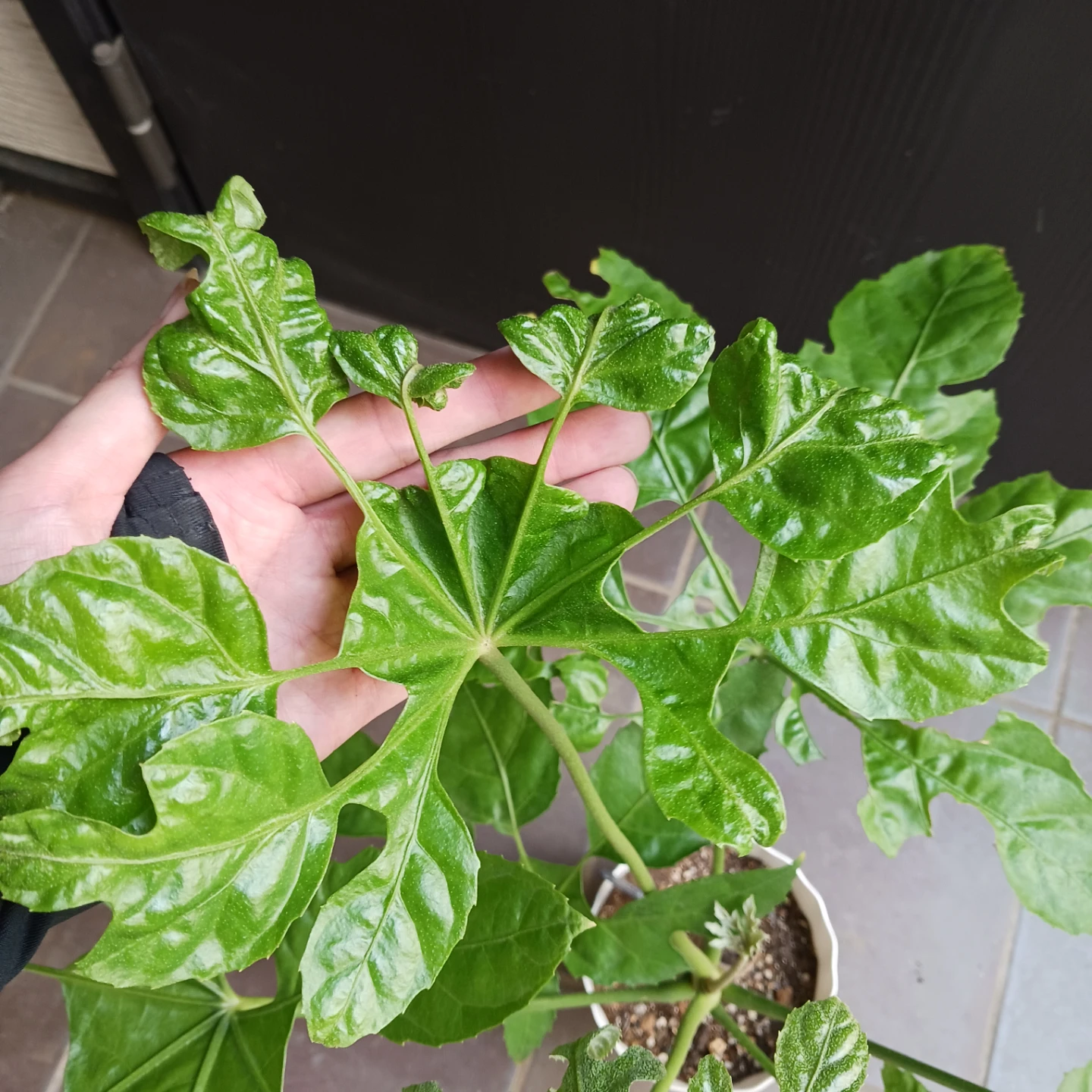 レア★5 トラベシア　トレベシア パルマータ　5号　観葉植物の写真6枚目