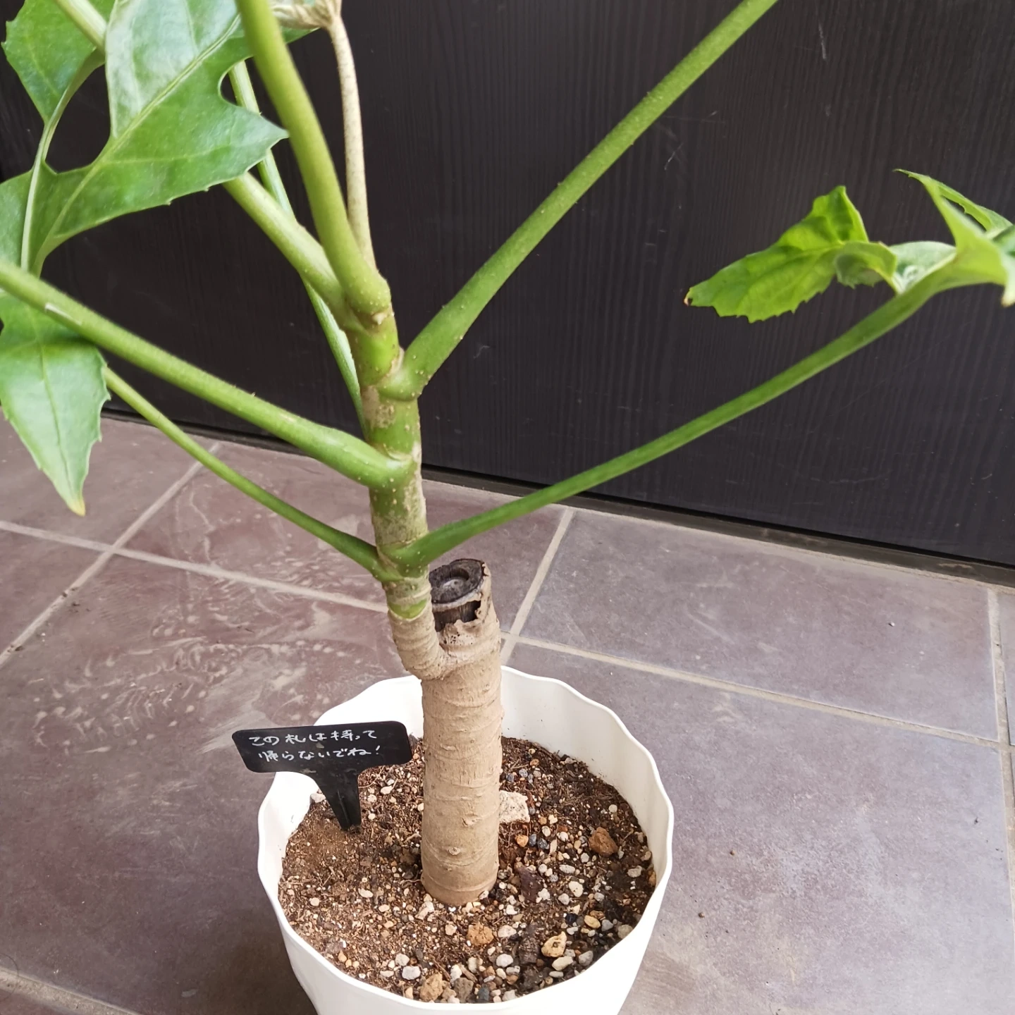 レア★5 トラベシア トレベシア パルマータ 5号 観葉植物の写真10枚目