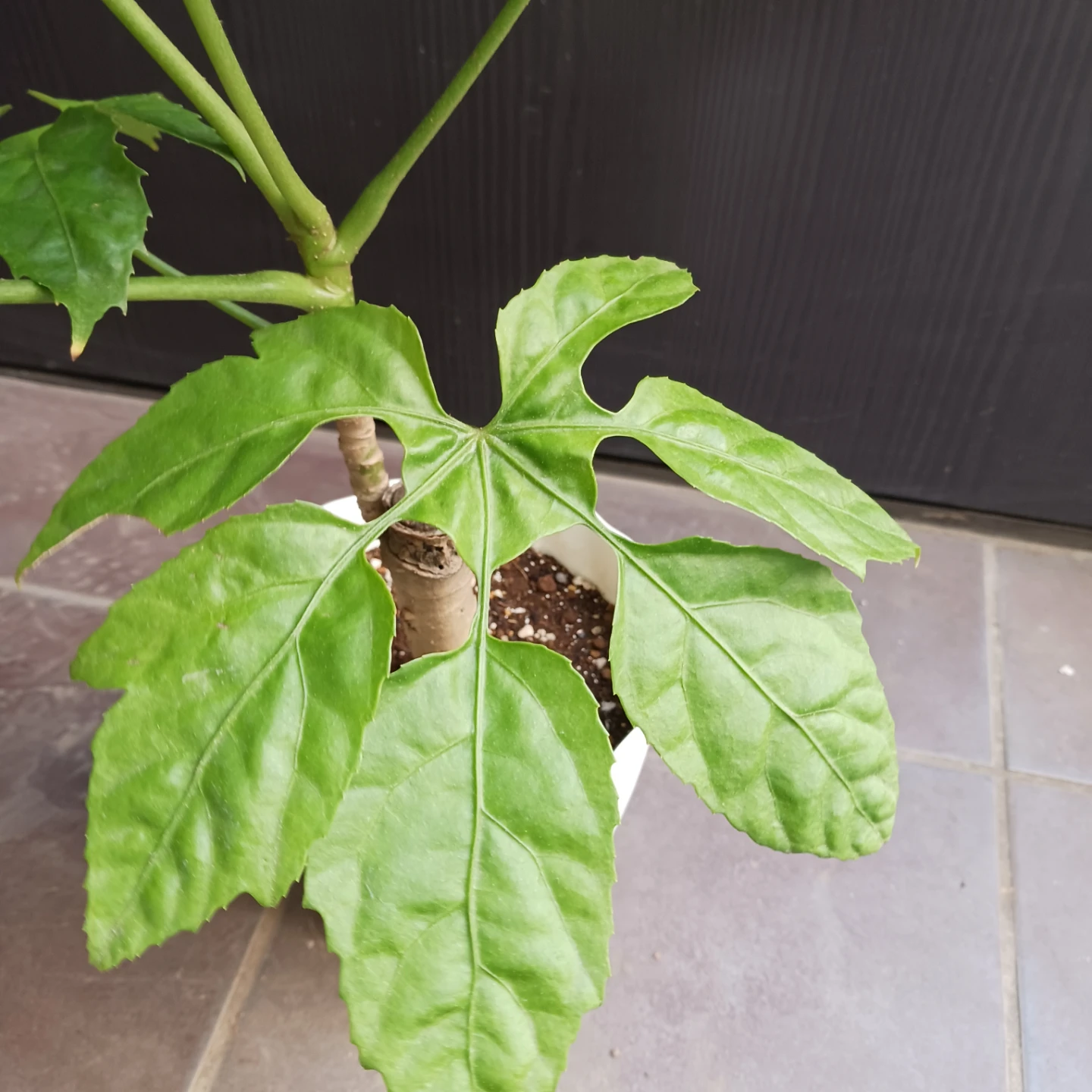 希少植物★7 トラベシア　パルマータ　5号　観葉植物　レアの写真6枚目