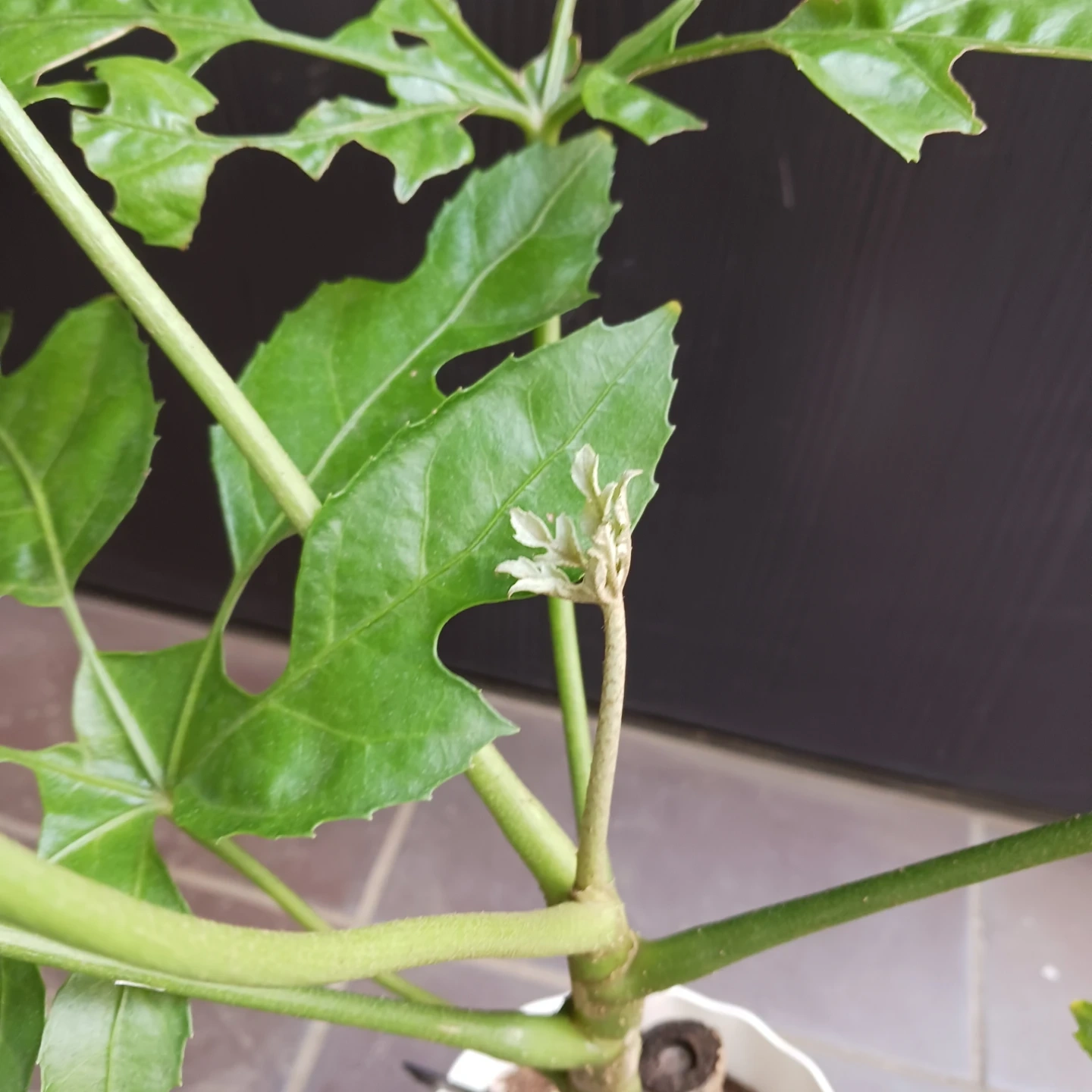 レア★5 トラベシア トレベシア パルマータ 5号 観葉植物の写真7枚目