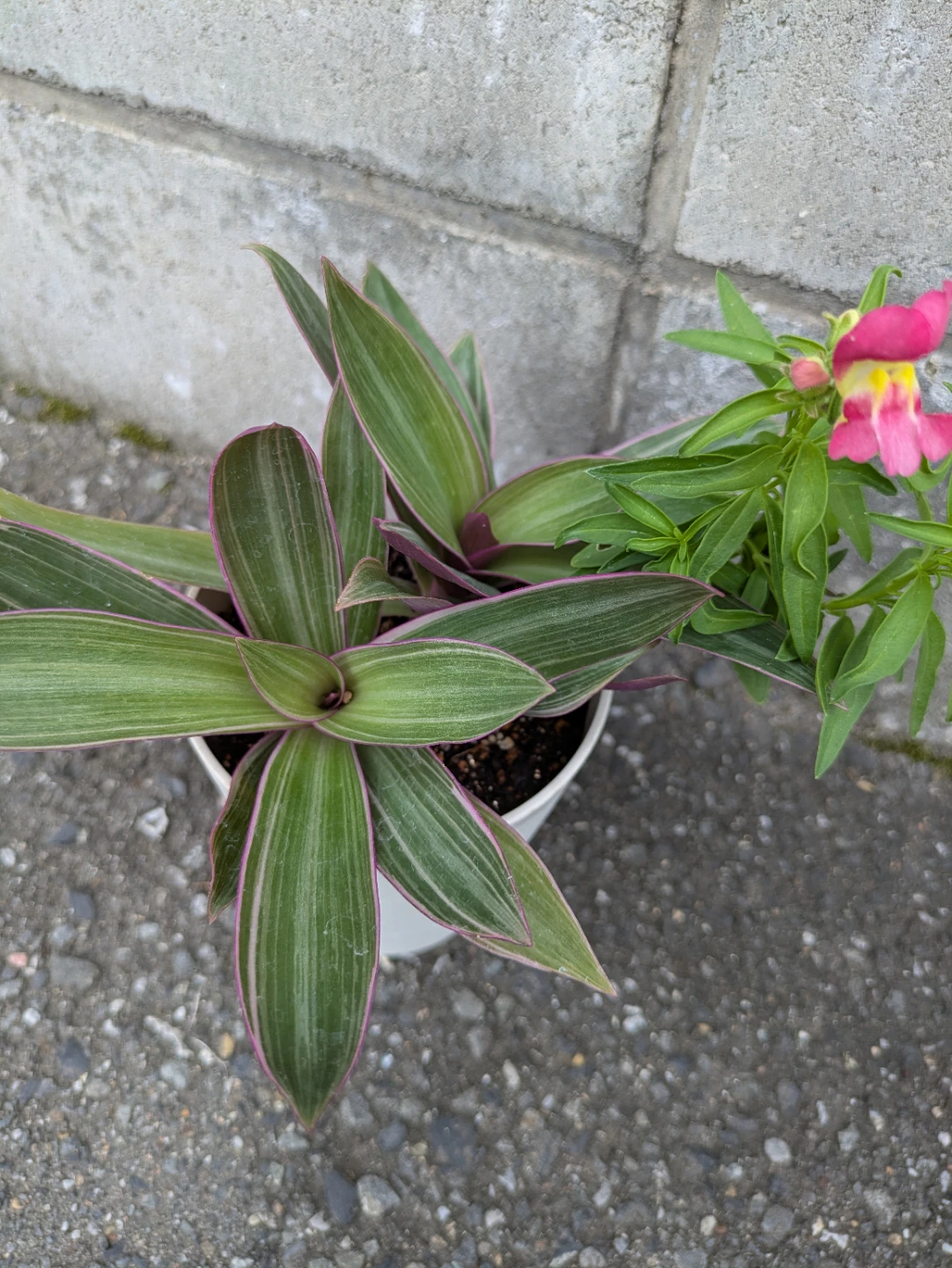 オーロラ　観葉植物