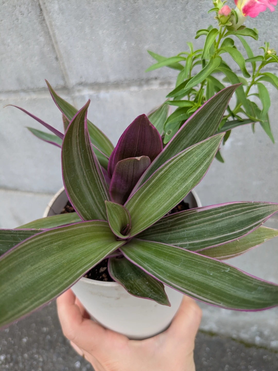 オーロラ　観葉植物の写真2枚目