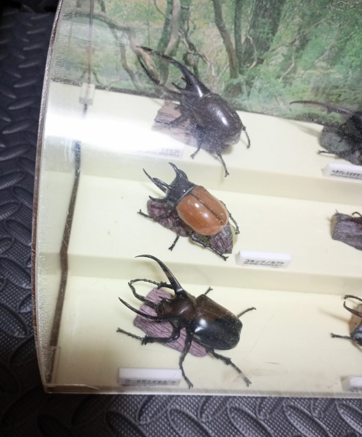 世界のカブトムシ フィギュアコレクション ケース入り　①の写真3枚目