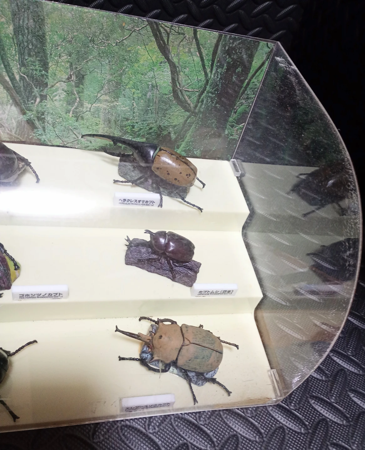 世界のカブトムシ フィギュアコレクション ケース入り　①の写真4枚目
