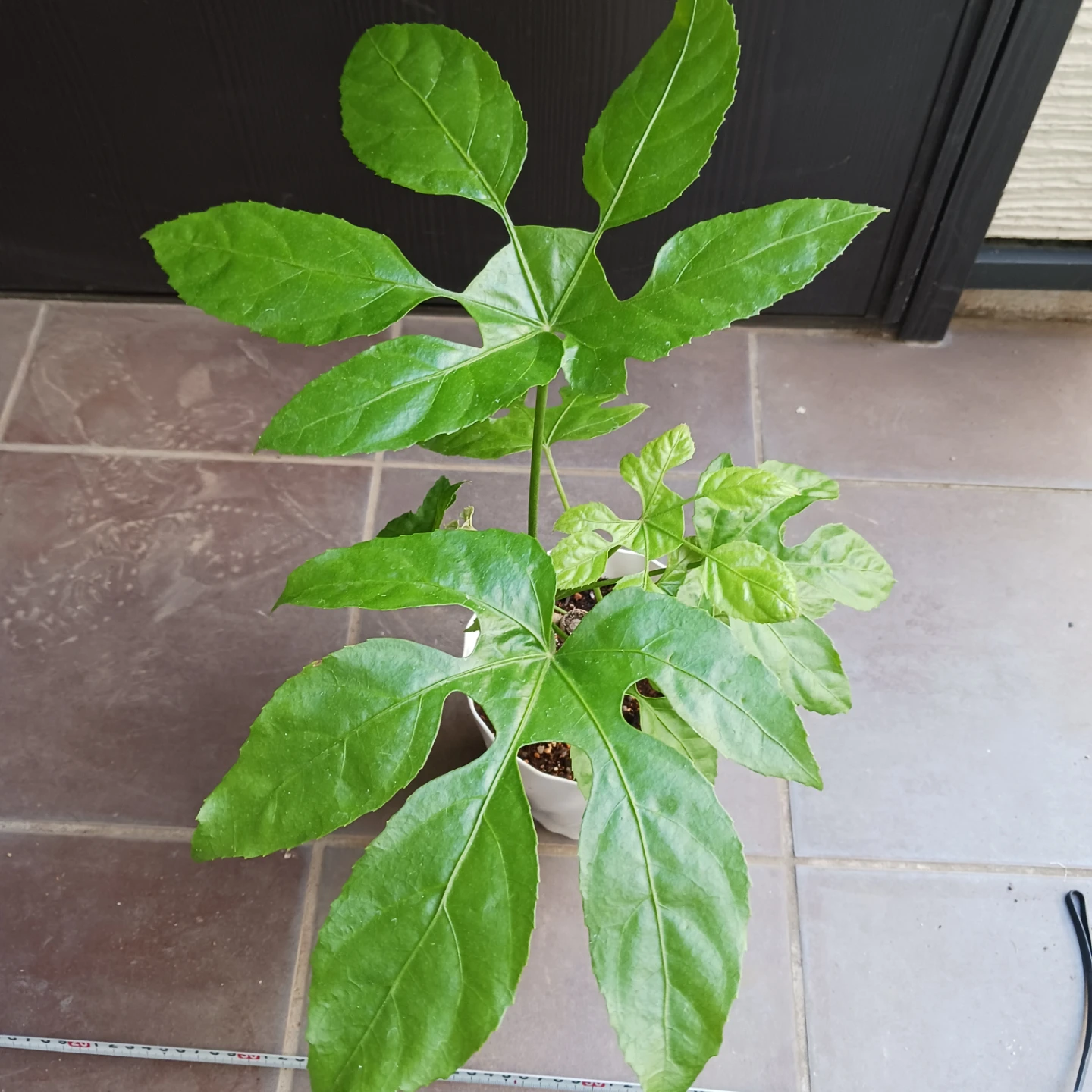 希少植物★12 トラベシア　パルマータ　5号　観葉植物　レアの写真6枚目