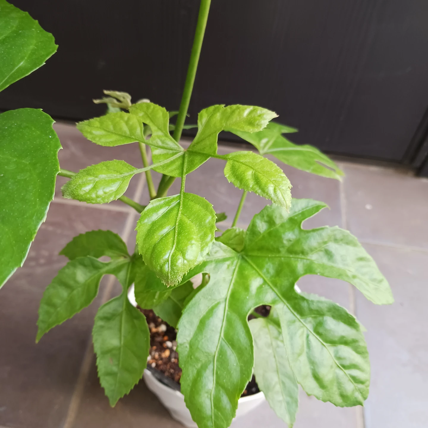 希少植物★12 トラベシア　パルマータ　5号　観葉植物　レアの写真7枚目