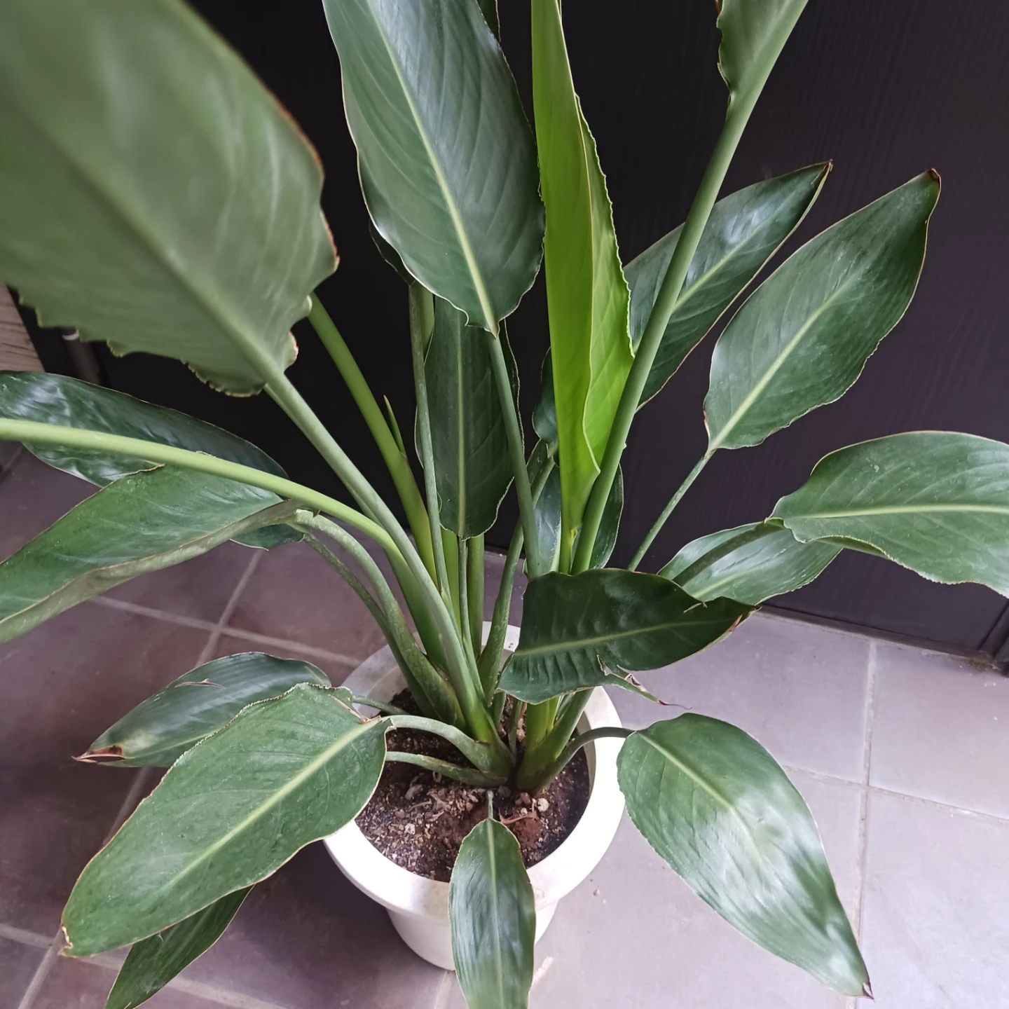 強くて丈夫★ストレリチア　7号　レギネ　極楽鳥花　ゴクラクチョウカ　観葉植物　ストレチアの写真6枚目