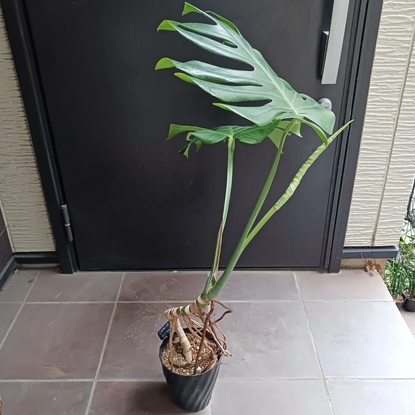 丈夫★モンステラ 5号 幹立ち　観葉植物の写真3枚目