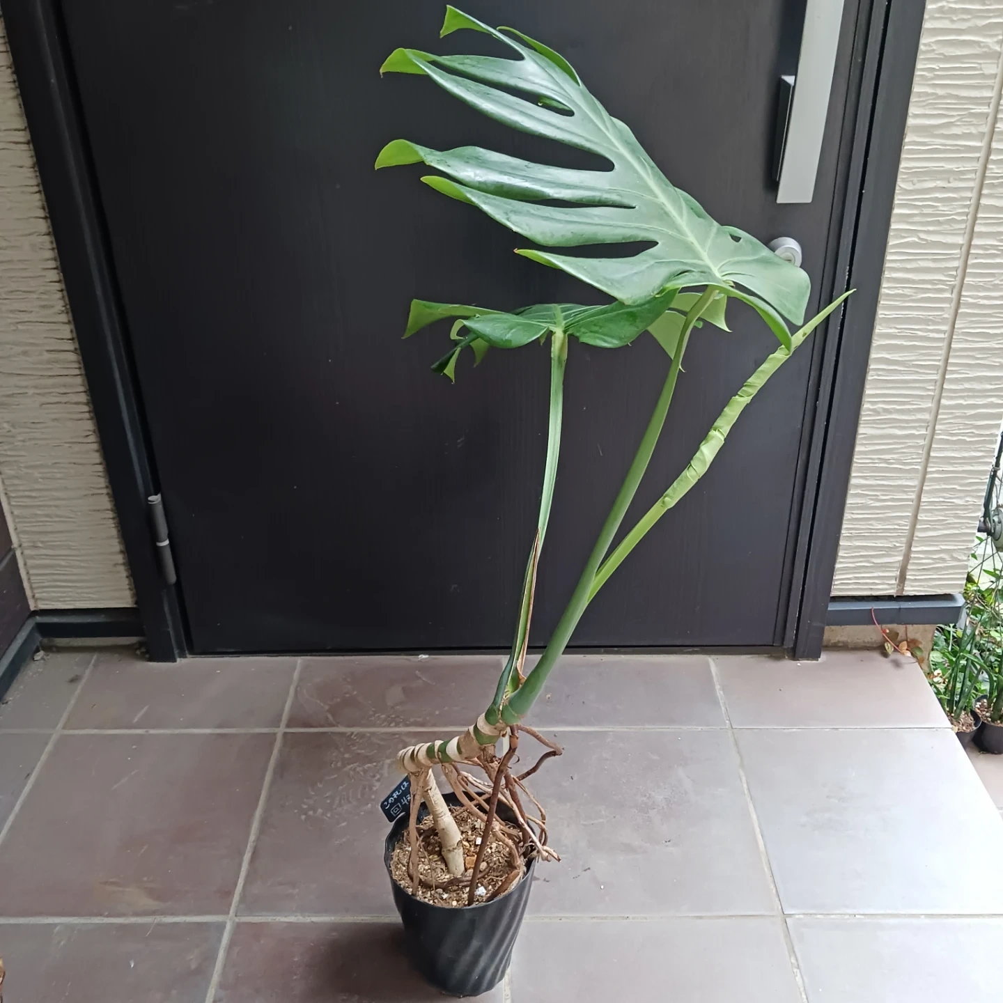 丈夫★モンステラ 5号 幹立ち 観葉植物の写真3枚目